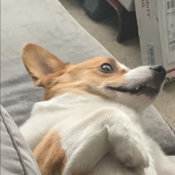 Meet your Posher, Isabelle - Picture 1 of 1